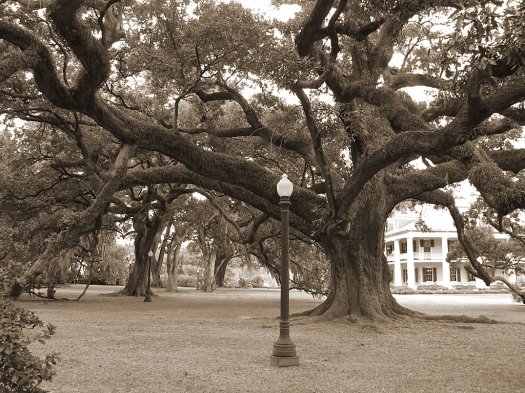 Live oak tree in sepia