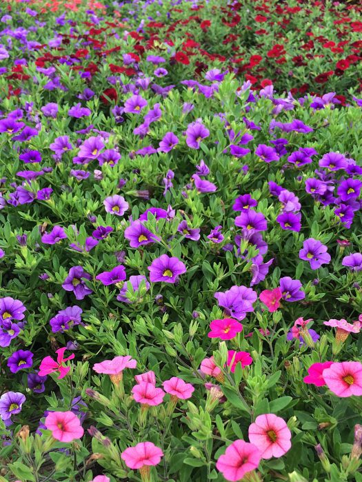 A mass of colourful flowers