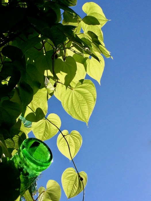 Green leaves against a blue sky