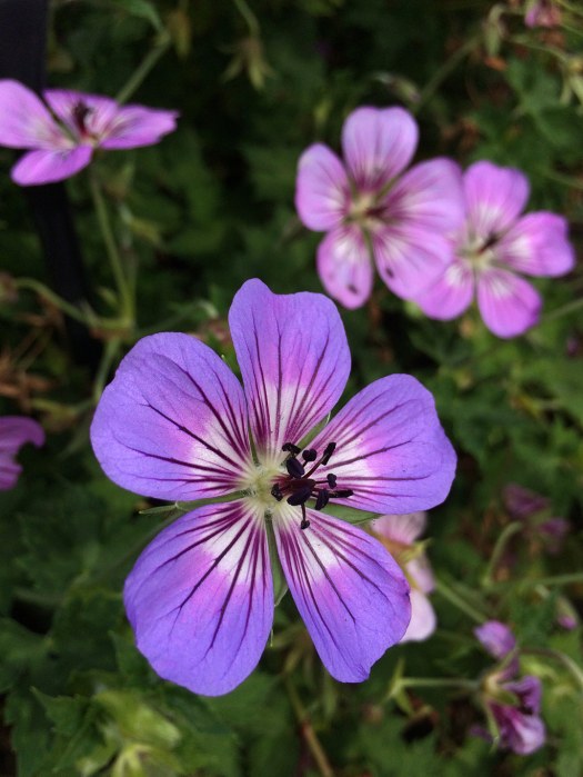 Close up of a Havana Blues flower