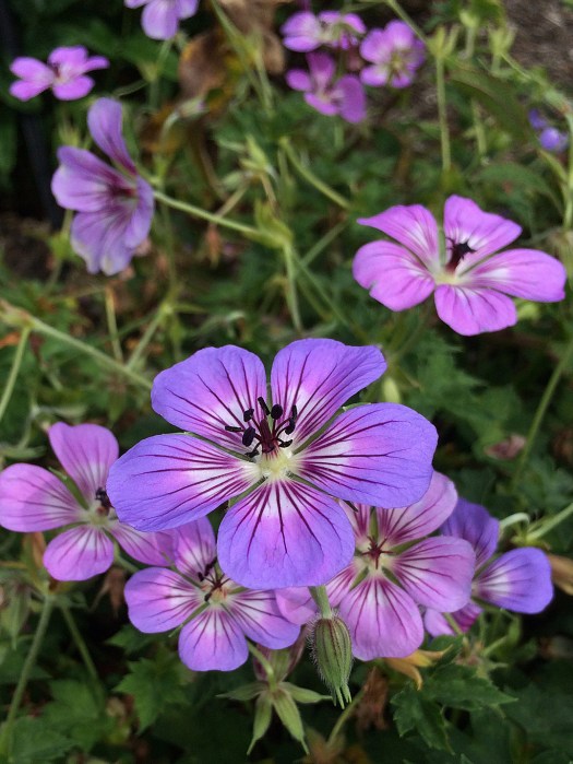 Pinkish blue flowers