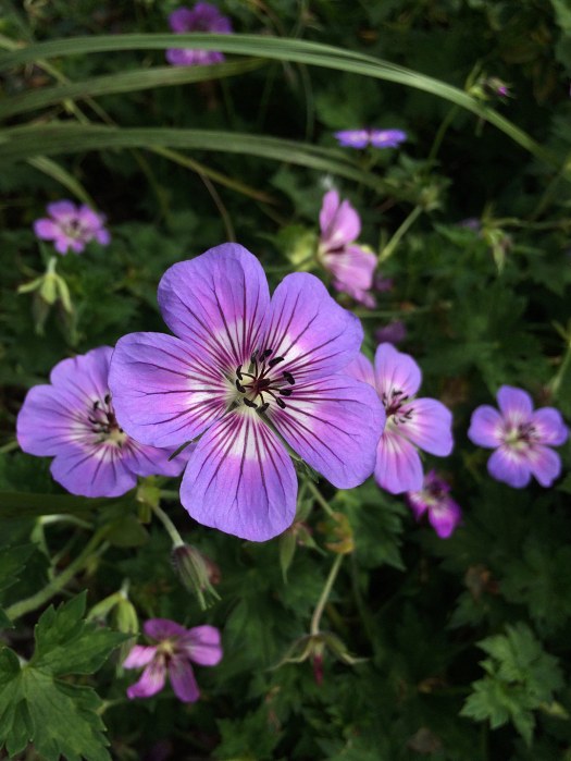 Cluster of blue flowers