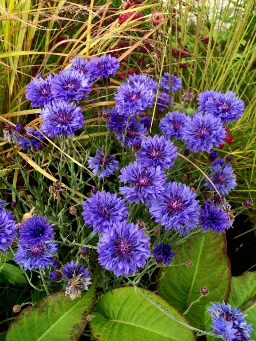 Blue cornflowers