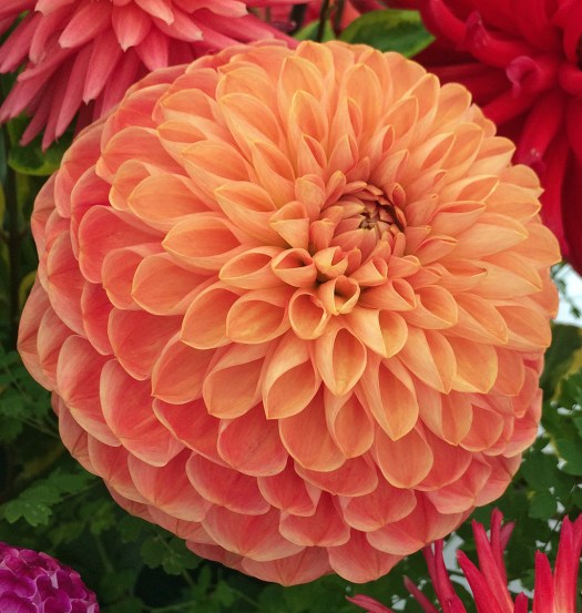 Round, orange flower