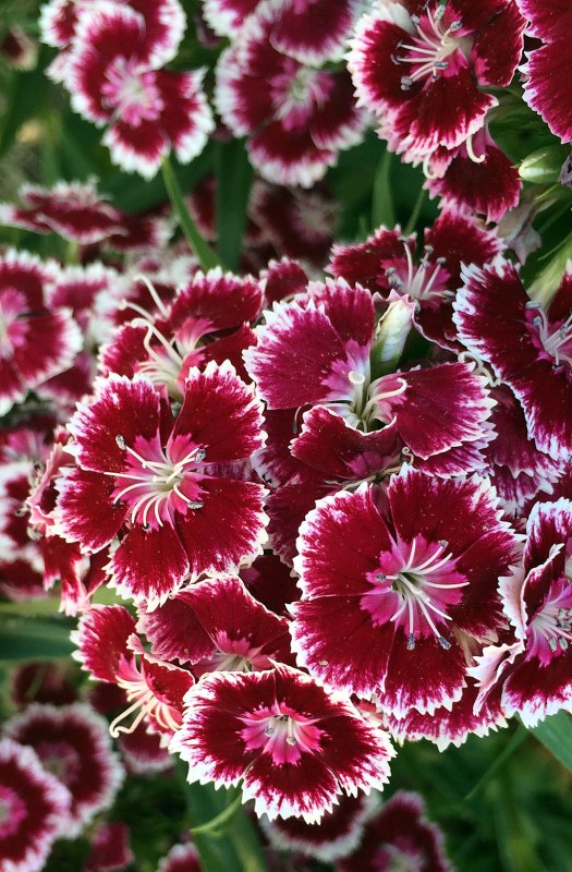 Red flowers with a lacy white edge