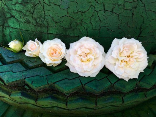 Five stages of a rose opening