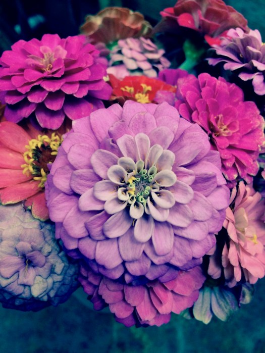 Bunch of zinnias