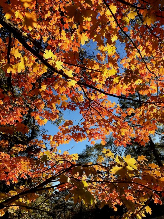 Golden and orange tree canopy