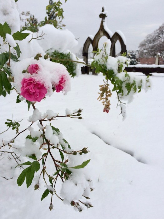 Roses in snow in a cemetery
