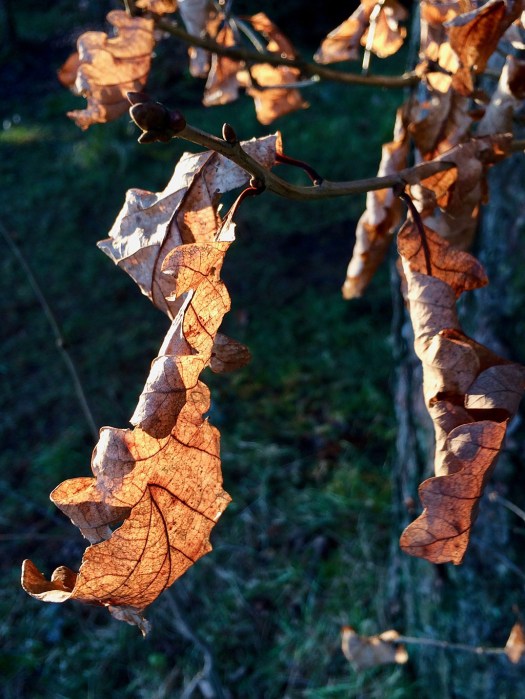Dried leaves clinging to branches