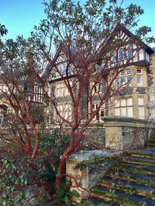 Tree with reddish brown bark at Bodnant Garden