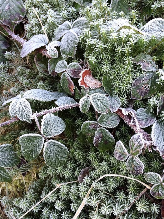 Brambles and moss, covered in frost