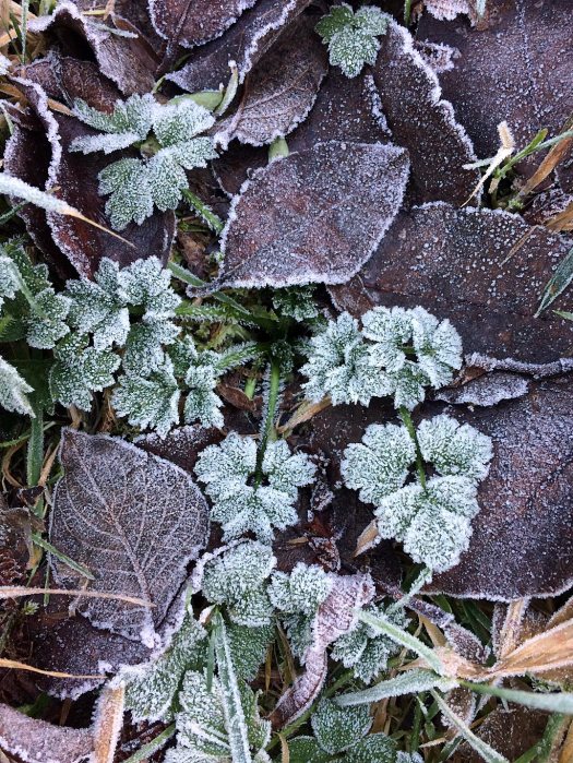 Leaves covered in frost