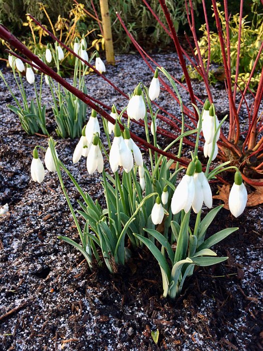 Snowdrops in a winter garden with a sprinkling of snow