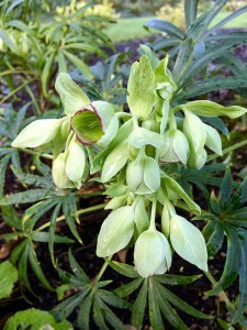 Green hellebore