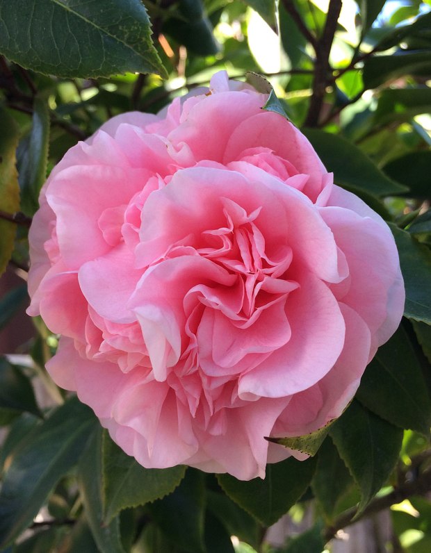 Variations On A Theme: Rose, Peony Or Camellia?  Susan Rushton