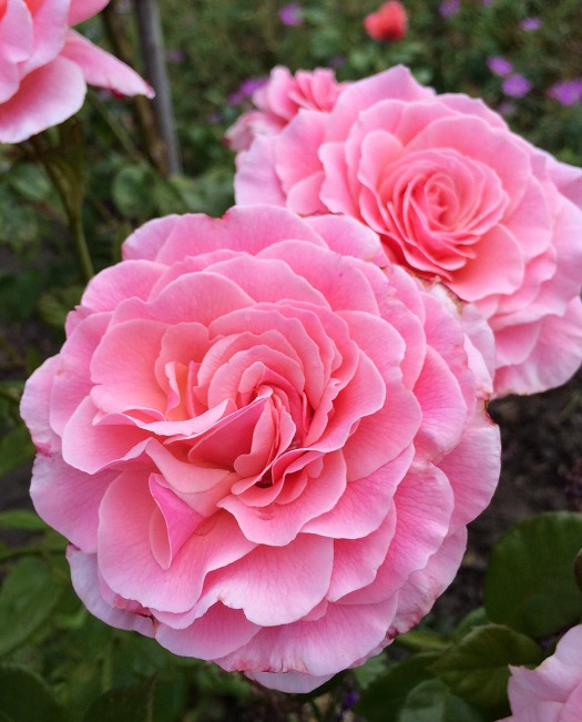 Roses with many petals