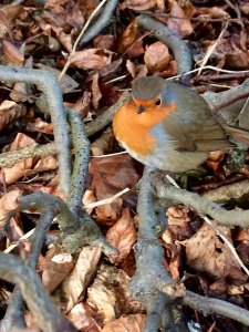 Robin perching on a branch