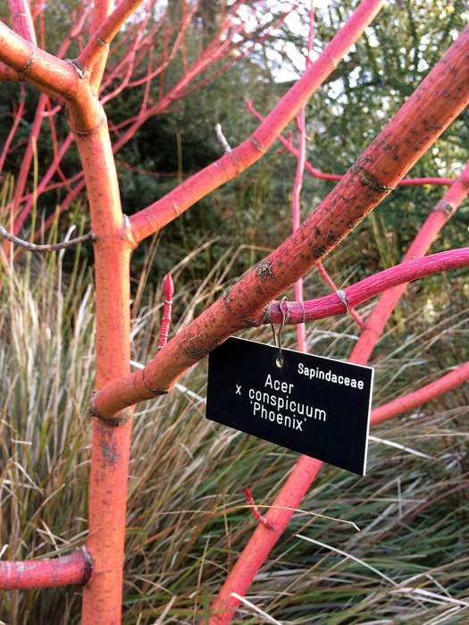Picture of Acer with plant label