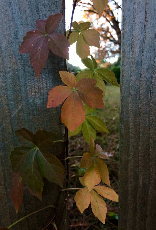 Virginia creeper leaves at dusk