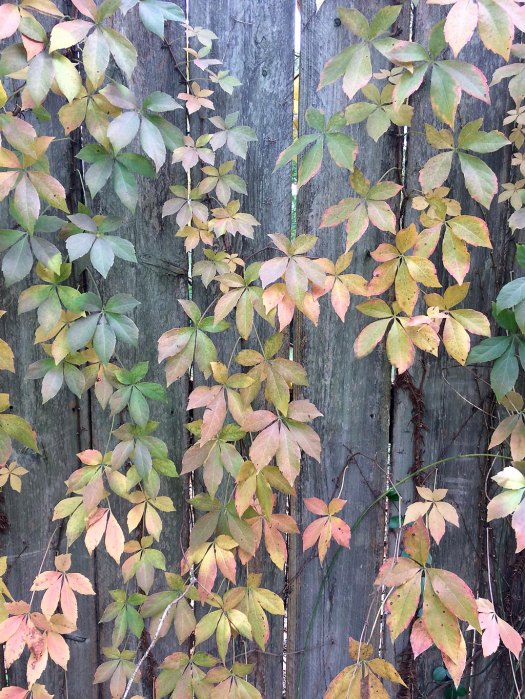 Virginia creeper on a fence