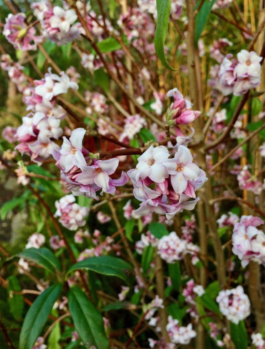 Shrub covered in small flowers