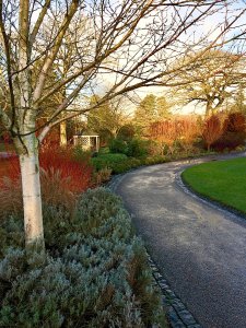 Path through a winter garden