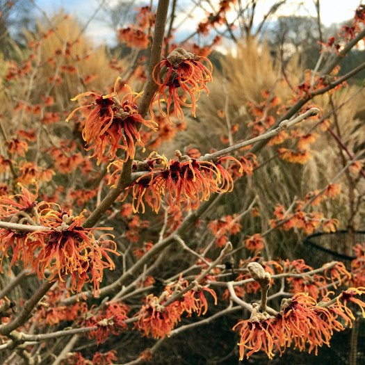Hamamelis with orange flowers