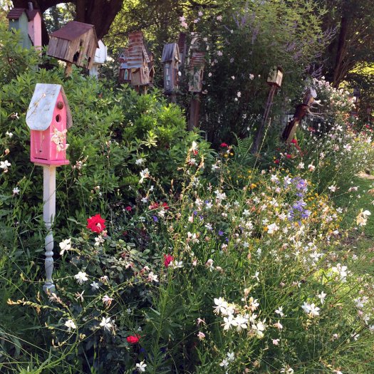 Flowers catching the light under a row of bird houses