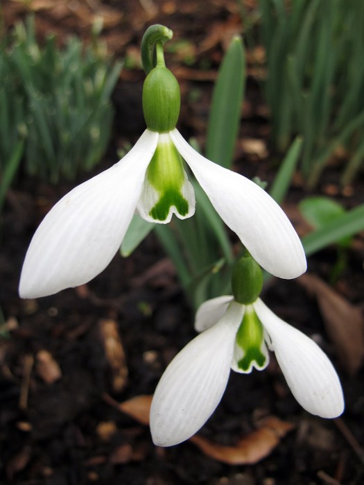 Snowdrop with fish-shaped green markings