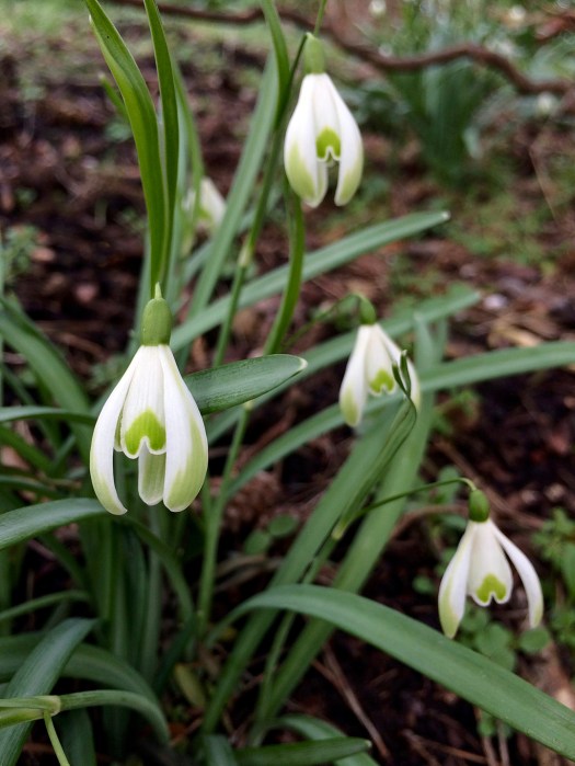 Small snowdrops with green streaked outer petals