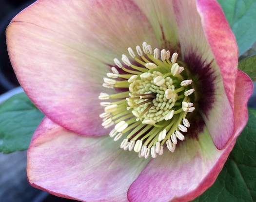 Hellebore macro