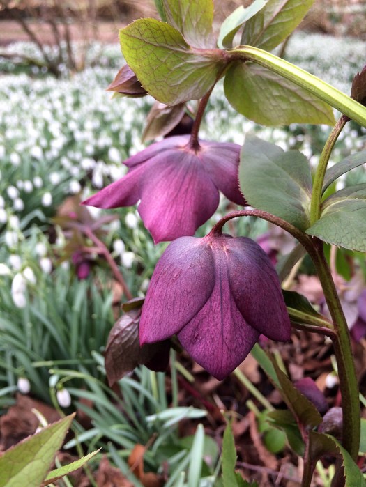 Purple hellebore nods over a sea of snowdrops