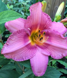A close up of a daylily