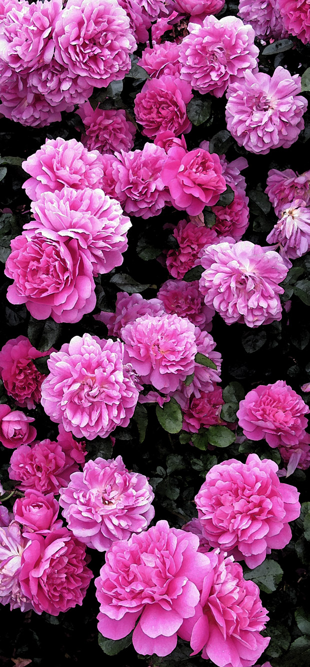 Tumbling Roses Wordless Wednesday: Tumbling Roses – Susan Rushton