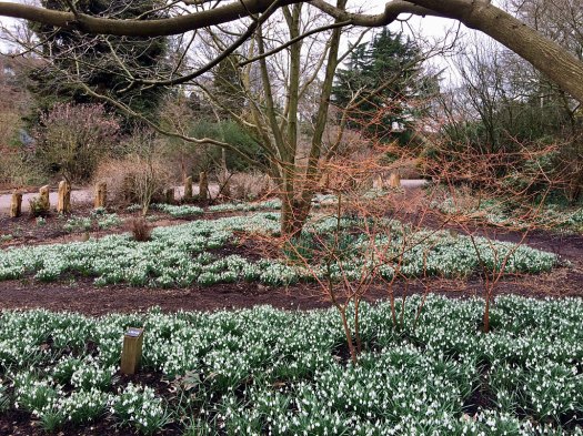 Paths laid out amongst snowdrops