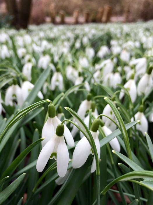 Close up of snowdrops with many others behind them