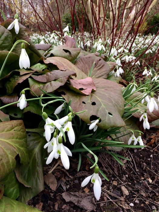 Snowdrops with large bergenia leaves in a winter garden