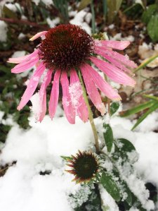 Pink coneflower with snow on its petals
