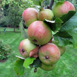 Apples hanging from the tree