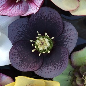 Dark hellebore hybrid with black spotting