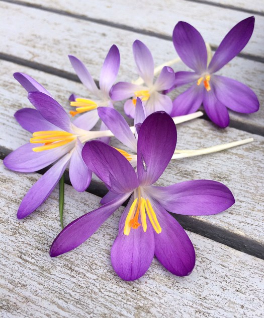 Crocus flowers, picked, lying on a slatted garden table