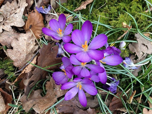 Crocuses growing among dead tree leaves and moss