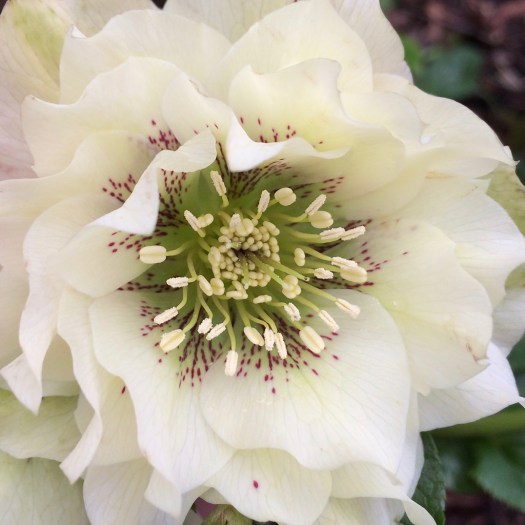 Close up of a double flowered hellebore