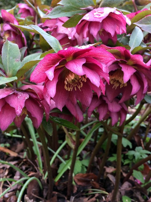 A cluster of double hellebore flowers on sturdy stems