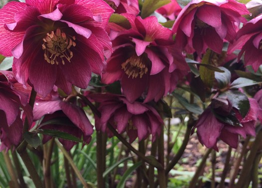 Looking upwards at a group of double hellebore flowers