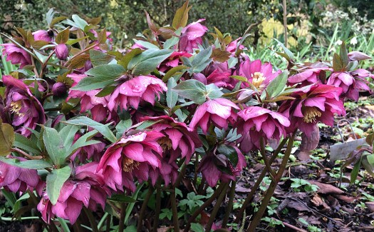 A clump of double hellebores in a garden