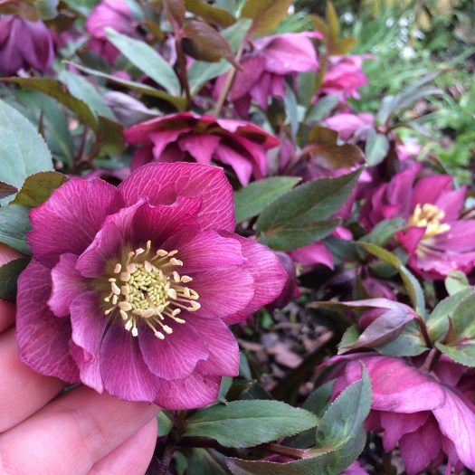 A double flower held up against a backdrop of nodding blooms
