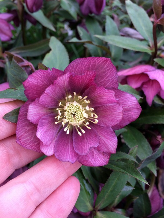 Close up of a double flower with paler veins