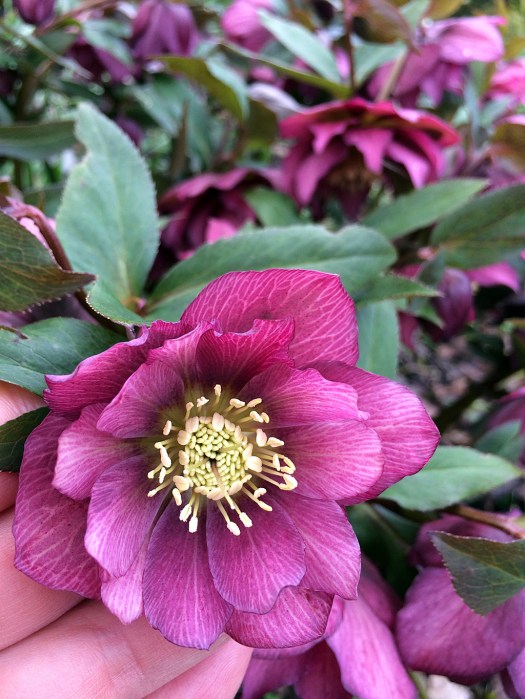 Close up of a flower, held up to look inside
